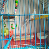 مرغ عشق همراه قفس|پرنده|تبریز, |دیوار