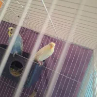 یک جفت مرغ عشق با تمام لوازم