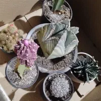 پک کاکتوس های کلکسیونی|گل و گیاه طبیعی|خسروشاه, |دیوار