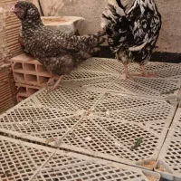 دو عدد مرغ آمروک و گلین