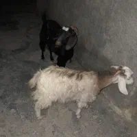 بز ‌