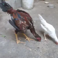 خروس لاری ترک اصیل