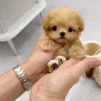 هاپو کاراملی پودلی|سگ|قزوین, |دیوار