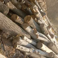 چوب بری سید رضوی