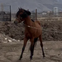 اسب نریان|اسب و تجهیزات اسب‌سواری|بازرگان, |دیوار