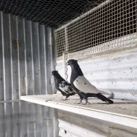 کبوتر سینه سیاه|پرنده|لار, |دیوار