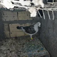 کفتر