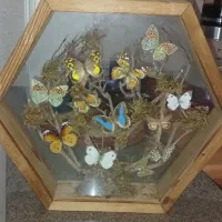 تابلو پروانه طبیعی بسیار زیبا|تابلو، نقاشی، عکس|تهران, افسریه جنوبی|دیوار