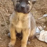 توله سرابی خان اردبیل