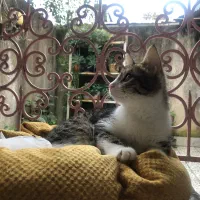 گربه ملوس|گربه|لاهیجان, جمهوری|دیوار