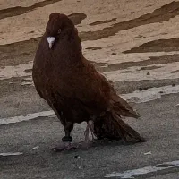کبوتر