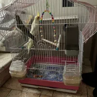 یک جفت عروس هلندی