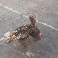 فروش بوقلمون