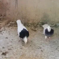 معاوضه طوقی با جوجه مرغ مینا
