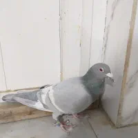 طاوسی سبز نر