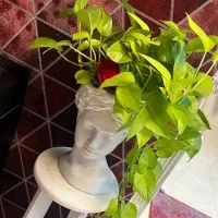 خدمات باغبانی و گل کاری|خدمات باغبانی و درختکاری|قم, سالاریه|دیوار