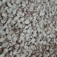 نخود لوبیا  لپه مخصوص اش