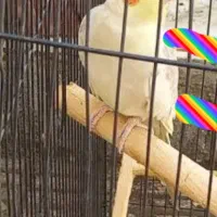 عروس هلندی نر دستی میباشد