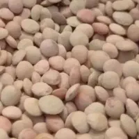 عدس زود رس  بذری