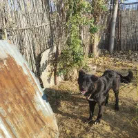 سگ قدرجونی|سگ|قرق, |دیوار