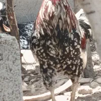 خروس
