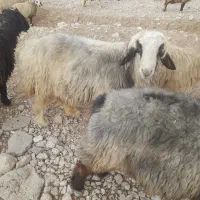 قوچ،روزگاری،بشرط