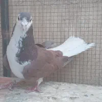 کبوتر.دمگیر.بدرنگ.پرنده