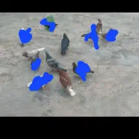 سلام بدرنگ ماده