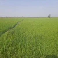 فروش۳۶ هکتار زمین آبی