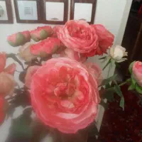 گل پاپیونی|گل مصنوعی|همدان, |دیوار