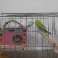 مرغ عشق تخم گزار|پرنده|فولادشهر, مسکن مهر فولادشهر|دیوار