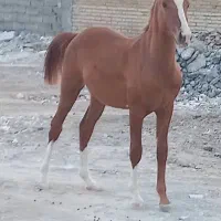 کره اسب مادیون ۱ساله