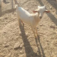 کهره به فروش می رسد|حیوانات مزرعه|مهران (هرمزگان), |دیوار