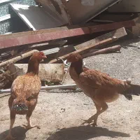 مرغ اردک خروس جوجه