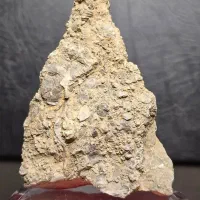 پنج عدد فسیل چند میلیون ساله