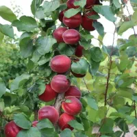 فروش نهال همراهی