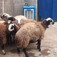 بره میش بز گوسفند قوچ