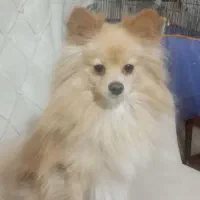 واگذاری پامر|سگ|کرمان, |دیوار