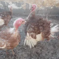 فروش ۵۰عددبوقلمون