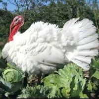 نیمچه بوقلمون بیوتی بیگ۶