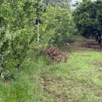 زمین،باغ پرتقال ۱۰۰۰متر روستای بالاجاده|فروش زمین و ملک کلنگی|کردکوی, |دیوار