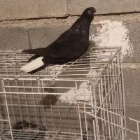 کفتر لوت|پرنده|چمران, |دیوار