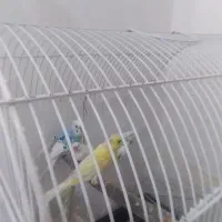 دو عدد مرغ عشق یه عدد فنچ یک عددقناری ماده