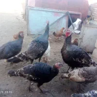 حیوان|حیوانات مزرعه|ماکو, |دیوار