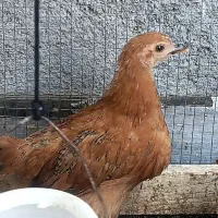 جوجه مرغ 2 ماهه