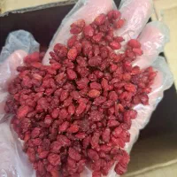 زرشک تازه ناب بیرجند|خوردنی و آشامیدنی|تربت جام, پاسداران|دیوار