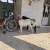 چهار عدد کره نر چاق