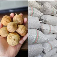 لیمو عمانی