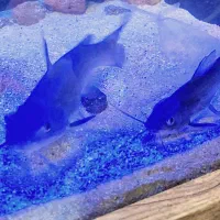 معاوضه یا فروش ماهی گوشتخوار (پرت و کت فیش)|ماهی|رشت, خمیران زاهدان|دیوار