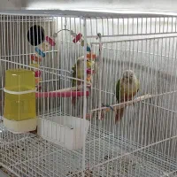 جفت گرینچیک مولد
